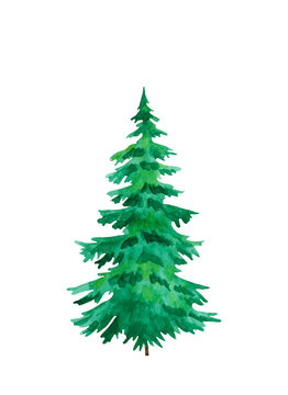 Picture of a spruce hand painted in watercolor isolated on a white background. conifer tree
