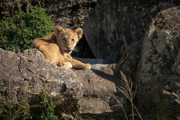 Fototapeta na wymiar Lion cub sits in rocks watching camera