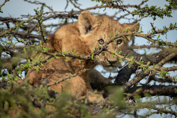 Lion cub sits in thornbush eyeing camera