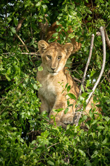 Naklejka na ściany i meble Lion cub sits in tree looking down