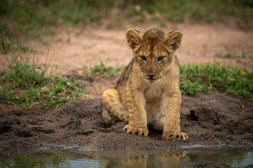 Lion cub sits looking at water hole