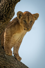 Lion cub sits looking down from branch