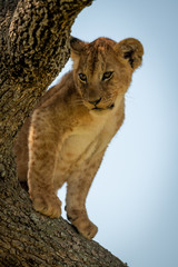 Lion cub sits looking down from tree
