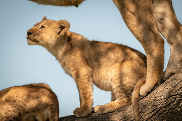 Lion cub sits looking up from branch