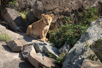 Fototapeta na wymiar Lion cub sits on rock looking down