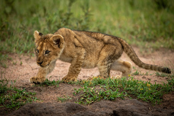 Lion cub stalking bird on sandy ground