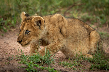 Naklejka na ściany i meble Lion cub stalks bird on sandy ground