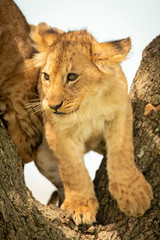 Lion cub stands by another in tree