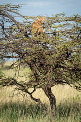Lion cub stands eyeing camera in thornbush