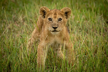 Obraz na płótnie Canvas Lion cub stands in grass facing camera