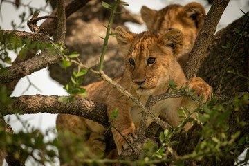 Lion cub stands looking down from branch