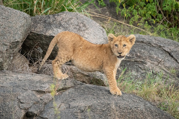 Lion cub stands on rock looking up