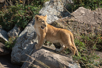 Lion cub stands on rock looking back