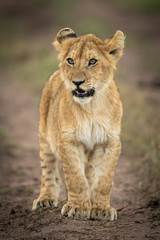 Lion cub stands on track looking left
