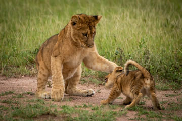 Lion cub stands pawing another in grass