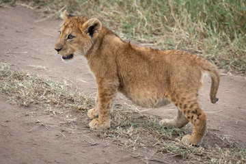 Fototapeta na wymiar Lion cub stands on track looking up