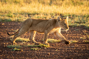 Lion cub walks down airstrip at dawn