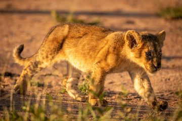 Lion cub walks down track in grass
