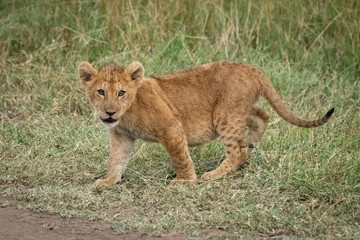Lion cub walks on grass by track