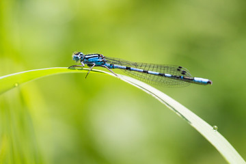 agrion pos&eacute; sur un brin d'herbe 