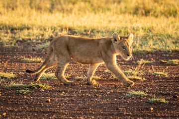 Fototapeta premium Lion cub walks on airstrip at dawn