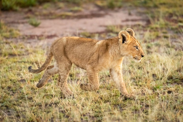 Lion cub walks on grass in savannah
