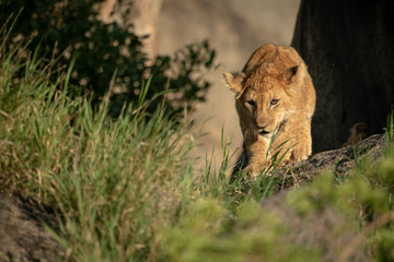 Lion cub walks on rock by grass