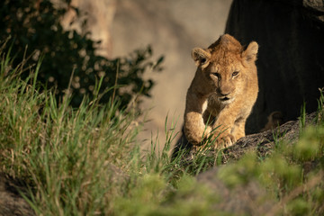 Fototapeta na wymiar Lion cub walks on rock near grass