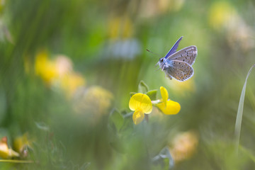 papillon en plein vol au dessus d'une fleur