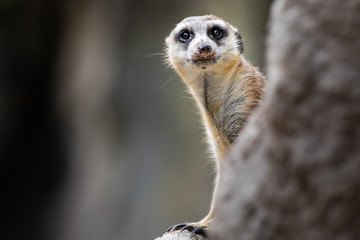 Fototapeta premium Close up of a meerkat standing on a stone ledge and surveilling the surroundings, against a bokeh background