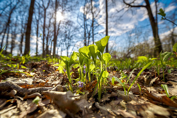 Spring violet forest flowers illuminated by gentle sunlight. Beautiful spring landscape. Nature background.