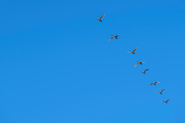 flock of birds fly south in autumn