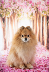 puppy pomeranian in studio