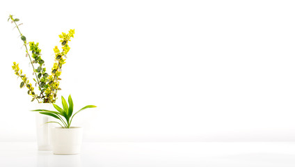 Potted plants on white desktop with white blank wall in the background. Home interior.