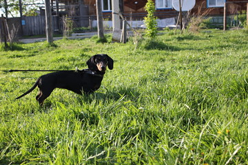 dog dachshund on the grass