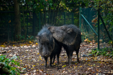 The Chacoan peccary or tagua (Catagonus wagneri) is the last extant species of the genus Catagonus it is a peccary found in the Gran Chaco of Paraguay, Bolivia, and Argentina.