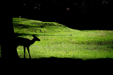 The Bactrian deer (Cervus hanglu bactrianus), also called the Bukhara deer, Bokhara deer or Bactrian wapiti, is a lowland subspecies of red deer that is native to Central Asia.