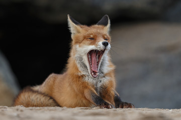 Naklejka na ściany i meble Red fox portrait picture in nature