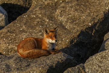 Red fox on big rocks at the coast.