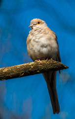 The diamond dove (Geopelia cuneata) predominantly exists in areas near water but which are lightly arid or semi-arid in nature, being Central, West and Northern Australia.