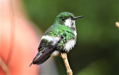 Plakat grüner Kolibri