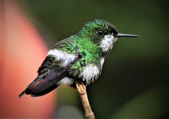 Fototapeta na wymiar grüner Kolibri