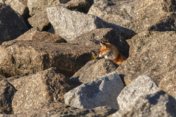 Red fox on big rocks at the coast.