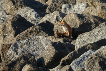 Red fox on big rocks at the coast.