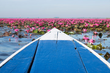red lotus flower bloom in lake unseen travel udonthani thailand