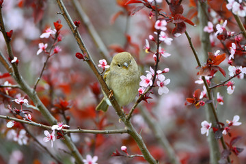 Small sparrow on a Japanese flowering plum tree