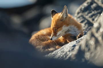 Fototapeta premium Red fox on big rocks at the coast.