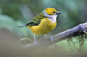 tropischer gelber Vogel