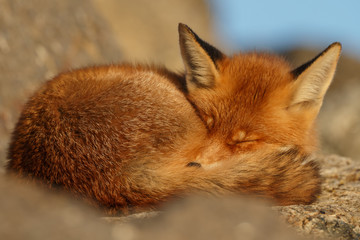 Red fox portrait on a sunny day