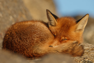Red fox portrait on a sunny day